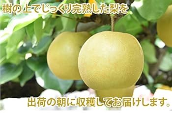 梨　幸水　47 楽天市場】梨 茨城 幸水の通販