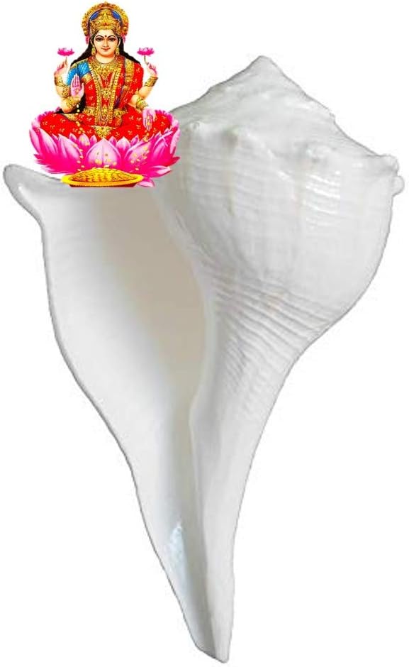 Festival Indian Natural dakshinavarti (Lakshmi) and vamavarti (Vishnu) shankh Pair for Pooja @ 2 inch by Indian Collectible