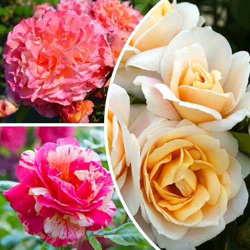 Rosen pflanzen Perfekt Kollektion (3 Duftende Pflanzen), Mischung aus großen winterharten Stauden, Pflanzen aus Holland für Garten und Topf (keine Samen, Zwiebeln und nicht künstlich)