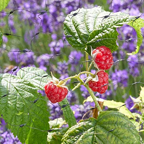 Smart Garden Fruit Netting, 25mm Black Mesh, 4m x 10m