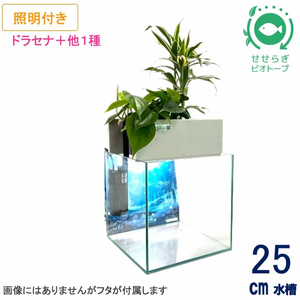 Amazon | せせらぎビオトープ 水替え不要【水槽セット】 25cm型 【基本 Amazon | せせらぎビオトープ 水替え不要【水槽セット】 25cm型 【基本