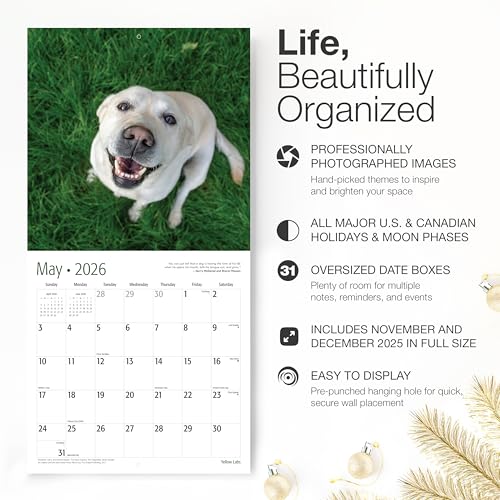 Image of RED EMBER Yellow Labs 2026 Wall Calendar 12 Month | 12 inch x 24 inch Open | Thick & Sturdy Paper | Giftable | Cute Labrador Retriever Puppy Dog Calendar 2026