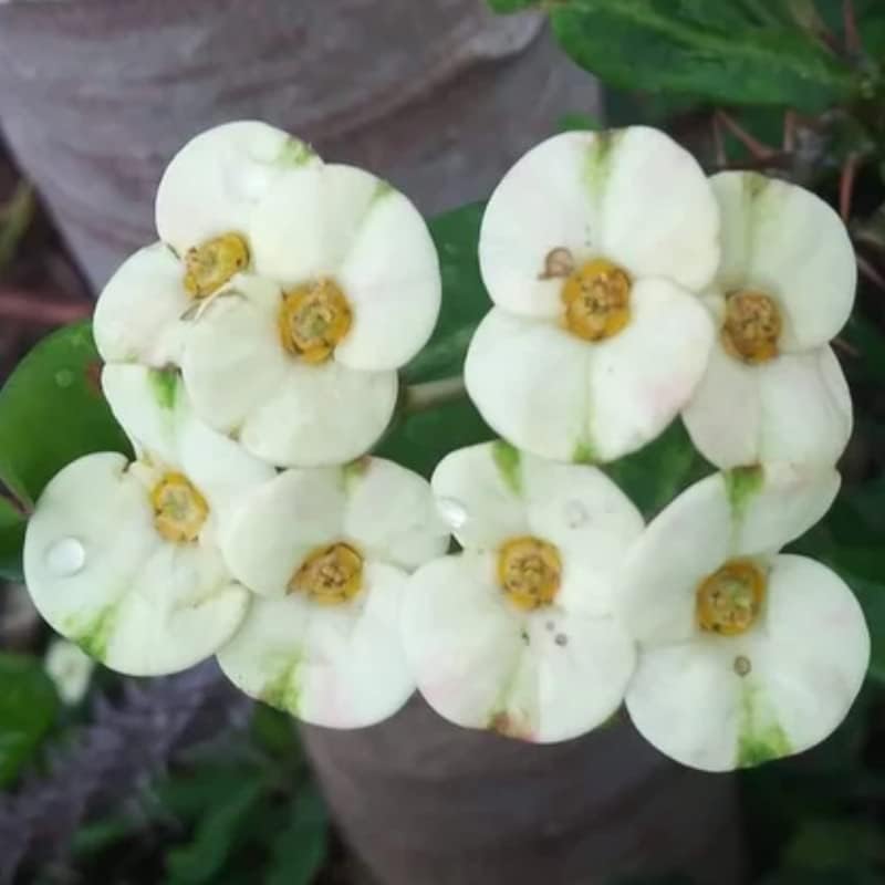 Miniatura 6 de White Crown of Thorns Plant Live Rare Euphorbia Milii en maceta de 25 Inc para cultivar