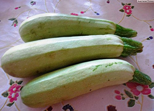 Nika Seeds - Vegetable Zucchini Squash 38 Days Aspirant Light Green - 30 Seeds #TOP7