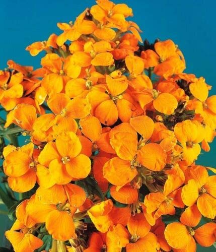 WallFlower 'Cloth of Gold' Chieranthus cheiri 125 Seeds Annuals & Biennials