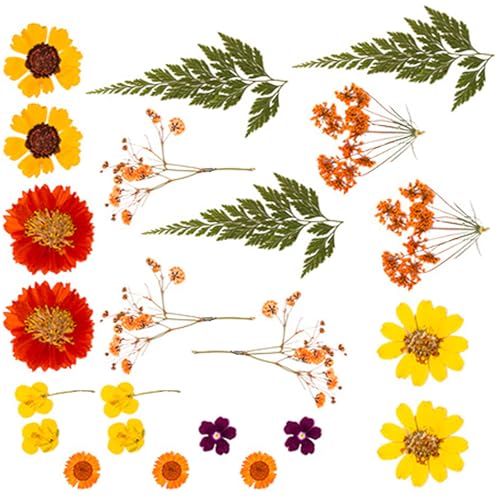 La mejor selección de Hojas secas - los preferidos. 50 GUUDDAY Juego de Hojas de Flores secas prensadas Naturales para Hacer Velas, Arte de Resina, marcadores, Manualidades, álbumes de Recortes, Kits de Flores y Hojas prensadas...