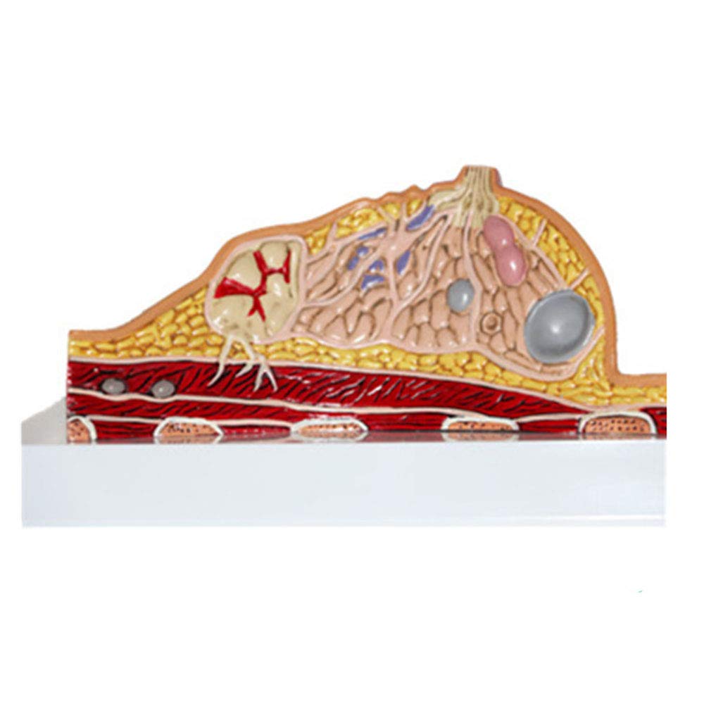 Model Struktura piersi Model anatomiczny Naturalny duży Używany do... ，Modele biologiczne