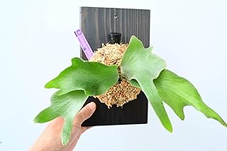 風車 P.White Windmill TC @漆板 (出品者負担)ホワイトウインドミル ビカクシダ