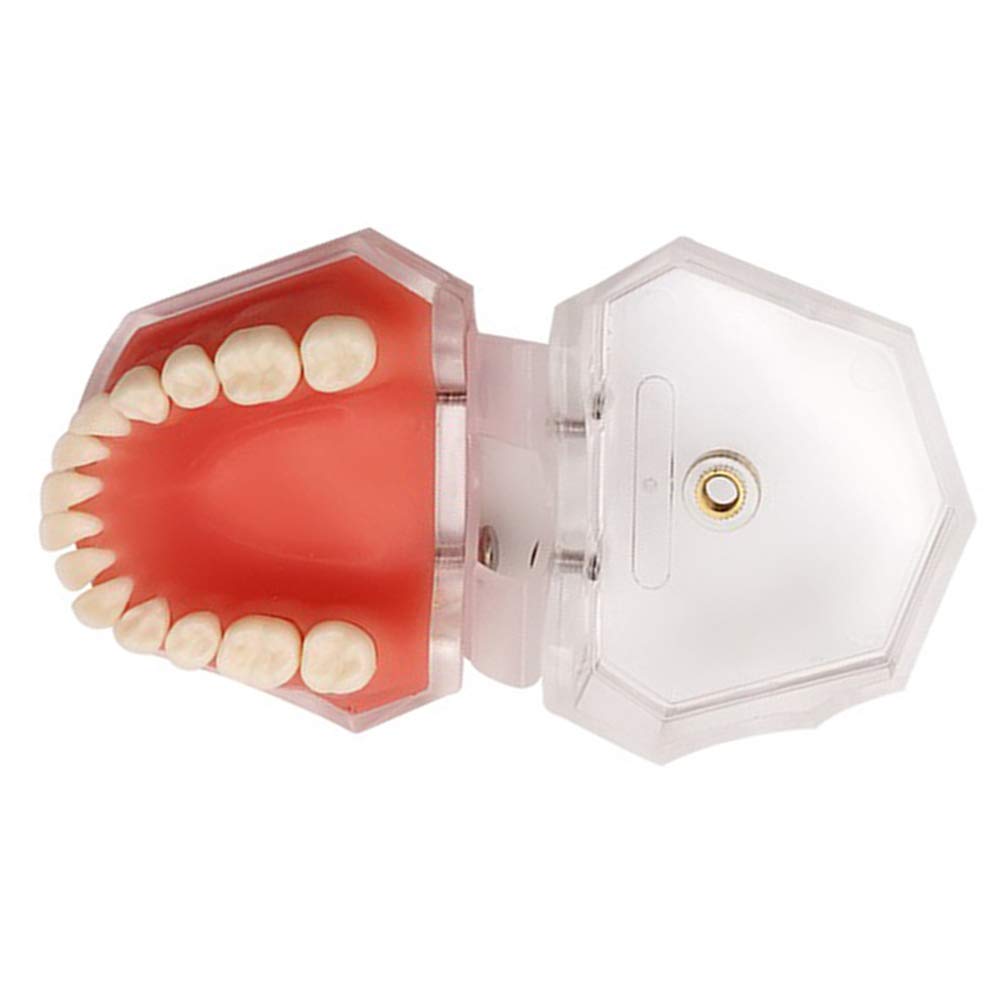 Modèle De Soins Dentaires - Modèle De Dents De Dents De Dents - Dents Dentaires Modèle Dentaire Amovible Dentiste Dentiste des Dents Adultes