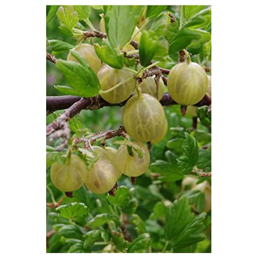 Pianta di Uva Spina Bianca Albero di Uva Spina Bianca Età 2 anni Pianta da frutto di Uva Spina Bianca in vaso Pianta vera di Uva Spina venduta da eGarden.store