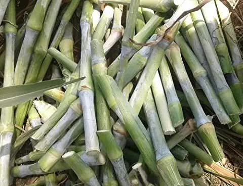 super Napier grass stick Seed (25 per packet)-image-13