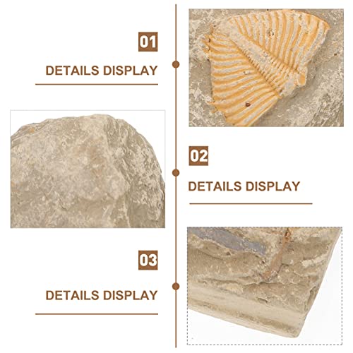 Verdadeira Trilobite Fósseis Kit: Trilobite Rocha Cauda Fósseis Pedras Fósseis de Artródios TRILOBIT