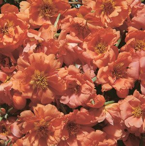 Portulaca Sundial Tangerine 2,000 Seeds