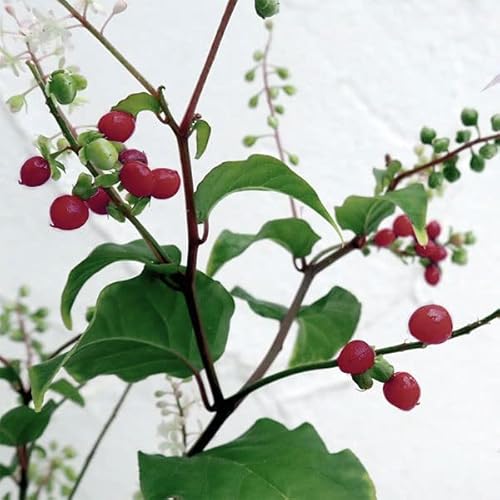 ジュズサンゴ（数珠珊瑚・ルージュプランツ）：エンジ実3.5号ポット[次々と花を咲かせ晩秋まで実が成る]のサムネイル