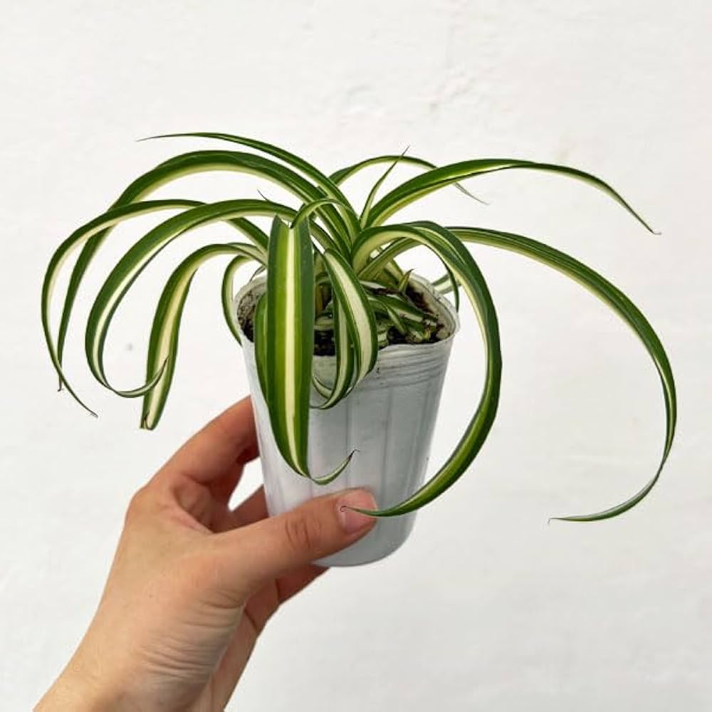 オリヅルラン ボニー 大型株 2 Amazon｜オリヅルラン：ボニー2.5号ポット 2株セット[くるくる