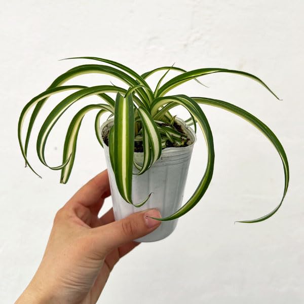 【月末20％オフセール】 オリヅルラン ボニー 大型株 2 月末20％オフセール】 オリヅルラン ボニー 大型株 2 月末20