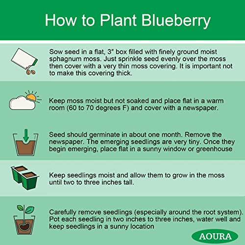 Aoura 500Pcs Blueberry Seeds For Planting Non-Gmo Fruit Seeds For Home Yard Easy To Grow #TOP5