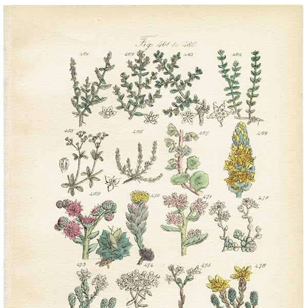 Amazon.co.jp: イギリス アンティーク ボタニカルアート植物画 石版画