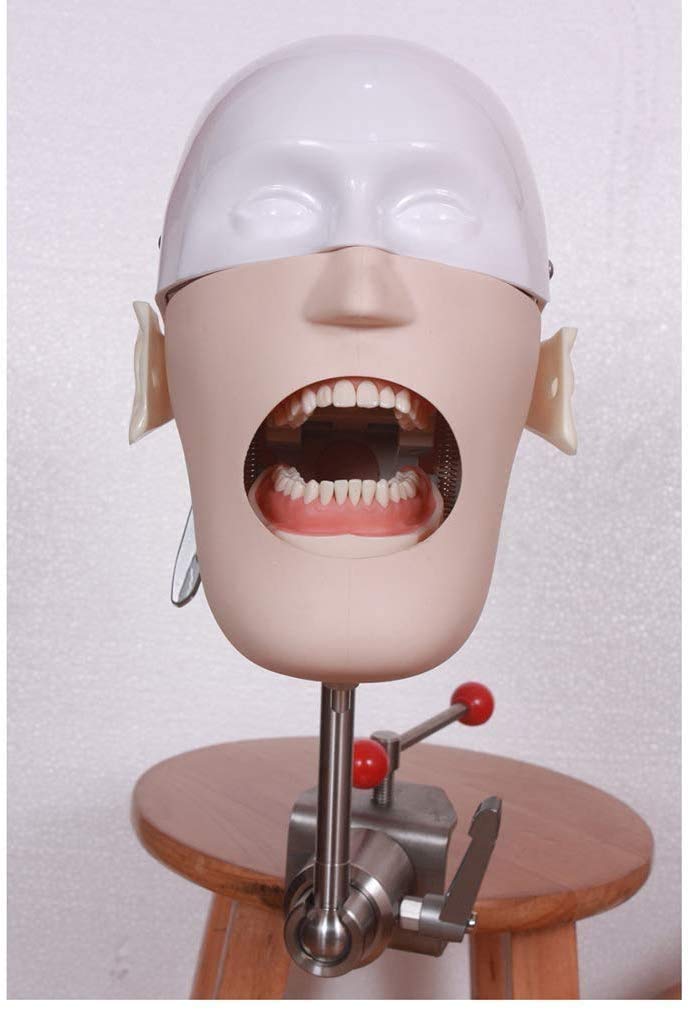 Manichino Fantasma Dentale, simulatore Dentale Testa, simulatore Dentale Formazione Testa Fantasma con Modello di Denti Formazione per Dentisti e assistenti dentali per Dentisti e assistenti dentali