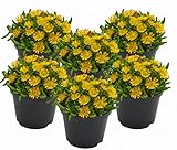 Eisblume, Mittagsblume (Delosperma), winterharte bienenfreundliche bodendeckende Staude, Sorte: Wheels of Wonder Golden Wonder, gelb blühend, kräftige Pflanze je im 12cm Topf