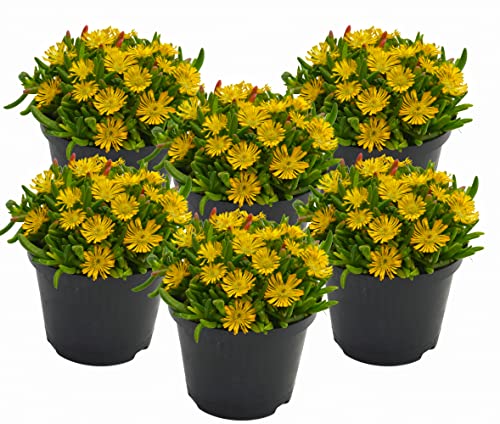 Eisblume, Mittagsblume (Delosperma), winterharte bienenfreundliche...