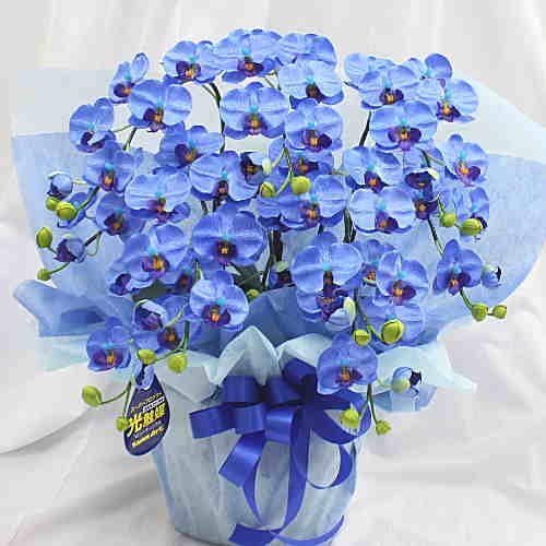 フレッシュ胡蝶蘭W/L5本立 造花 光触媒 人工観葉植物 フェイク