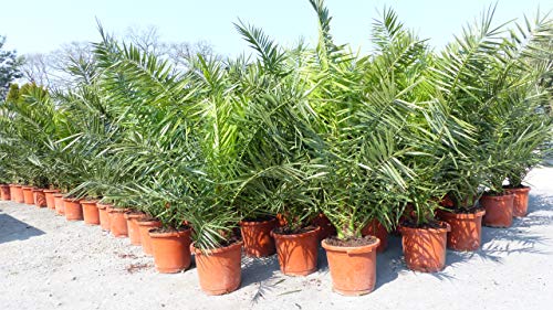 gruenwaren jakubik Palme 2Stück XXL 140-160 cm Phoenix canariensis, kanarische Dattelpalme, winterhart