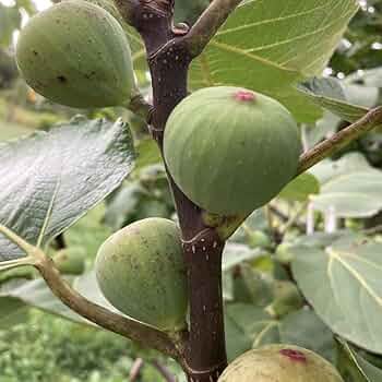 Amazon.co.jp: イチジク いちじく 蓬莱柿 ほうらいし 日本いちじく 白