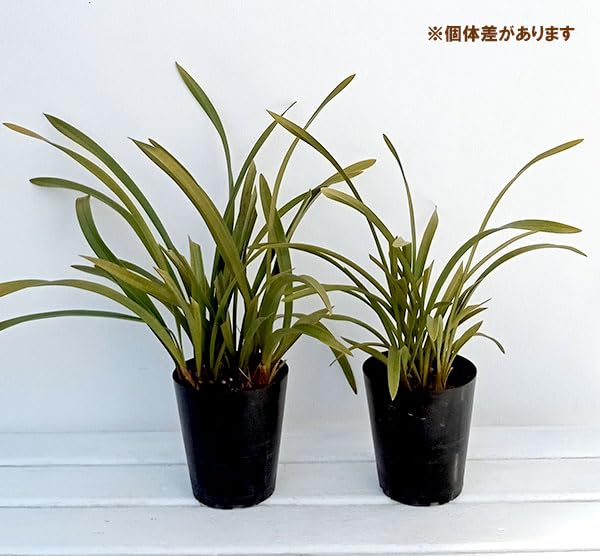 金陵辺。花芽13個。蜜蜂誘引蘭。キンリョウヘン 金陵辺。花芽13個。蜜蜂誘引蘭。キンリョウヘン
