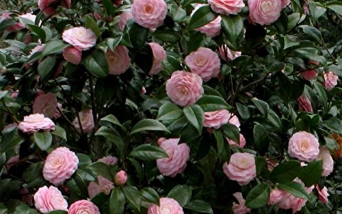 (1) - Pink Perfection Camellia Japonica - Starter Plant (4L) (1 Live Plant) (1) - Pink Perfection Camellia Japonica - Starter Plant (4L) (1 Live Plant)