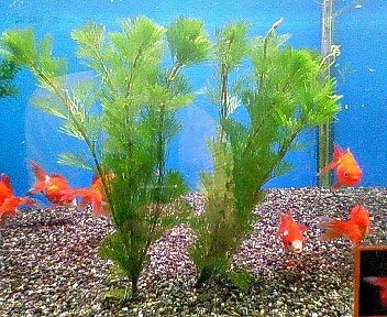 Amazon 水草 キンギョモ カボンバ 鉛巻き 水草 キンギョモ 生体水草 通販 Amazon 水草 キンギョモ カボンバ 鉛巻き 水草 キンギョモ 生体水草 通販
