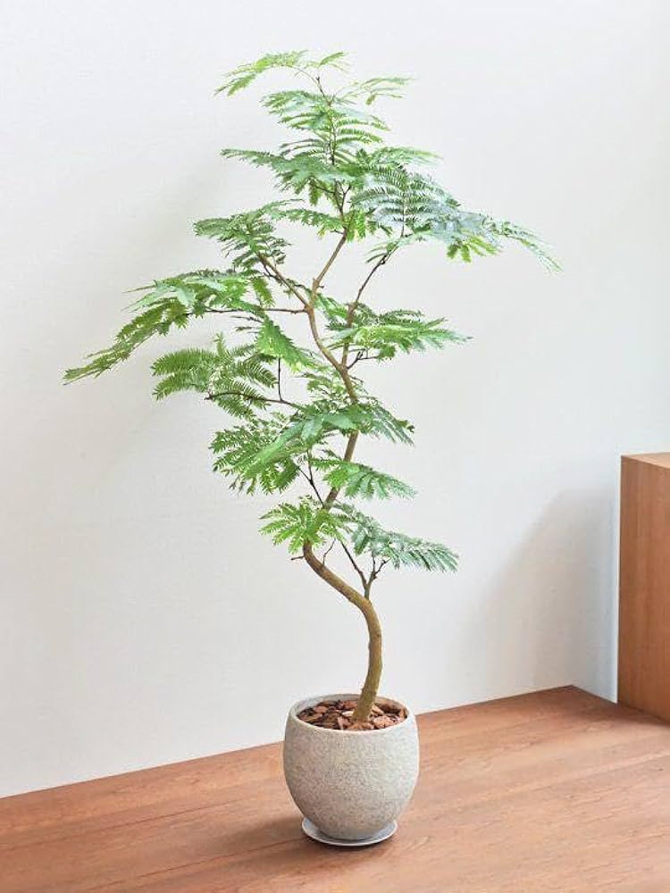 高さ180cm♥種5つ付いてます♥】エバーフレッシュ ネムノキ 背