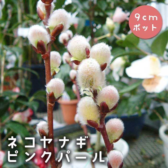 Amazon.co.jp: ネコヤナギ ピンクパール 9cmポット 猫柳 ねこやなぎ