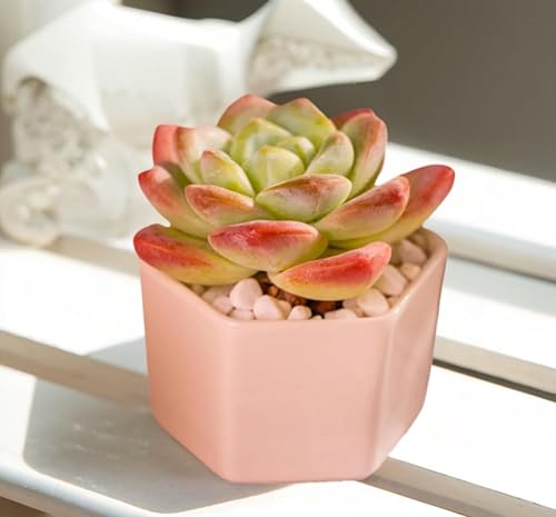 Miniatura 5 de Echeveria - Plantas suculentas vivas raras de color verde hielo, planta viva rosa de 1 cabeza de 3.5 pulgadas, paquete sin maceta y tierra,