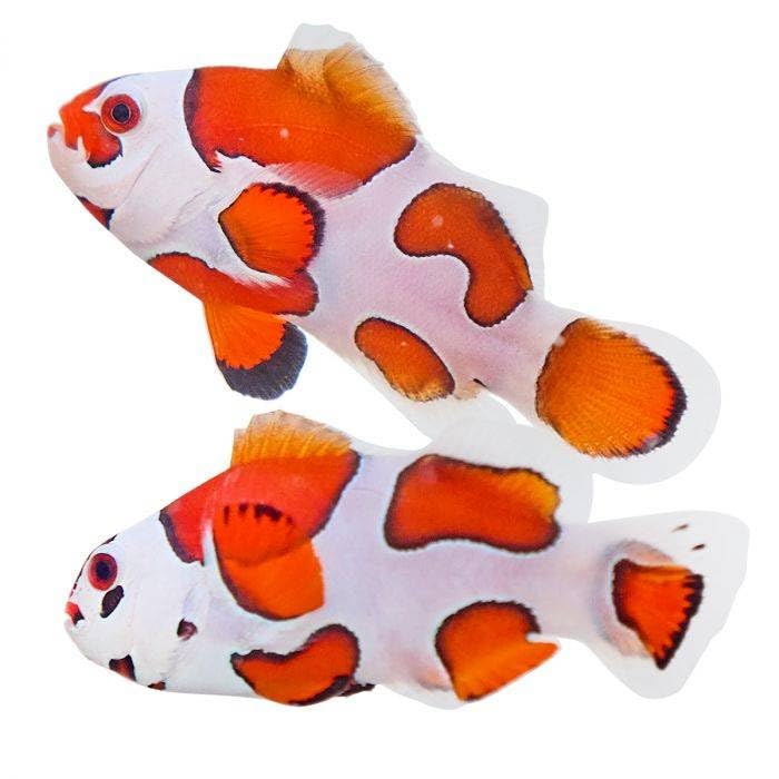 2-Pack Orange Storm Ocellaris Clownfish