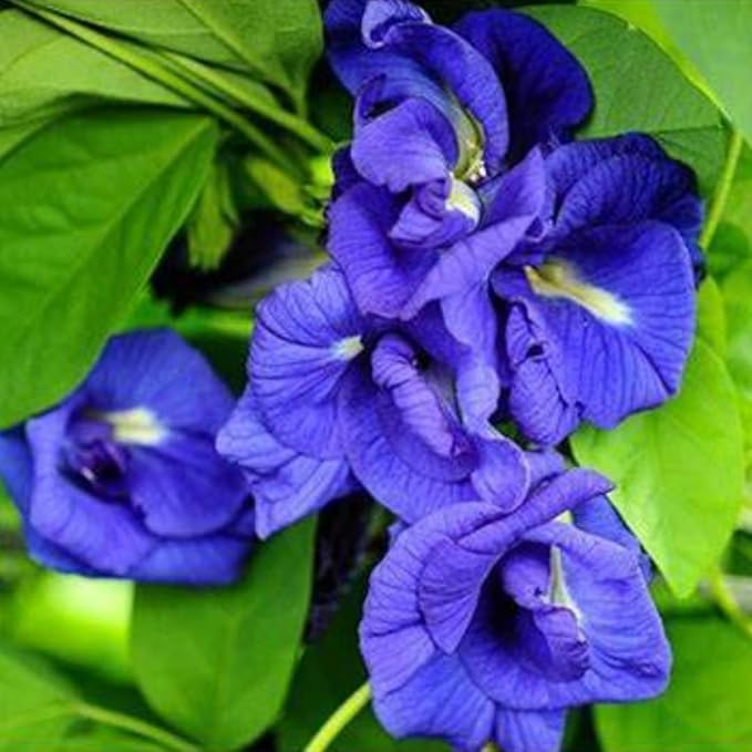 Image of live plants (APRAJITA PLANT)