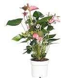 Anthurium Rosa Natural Espléndida Planta de Interior en Maceta