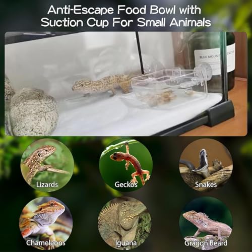 Bols à caméléon pour reptiles empêchant la fuite des insectes