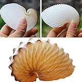 WAITLOVER HLBK Lot de 3H7 coquillages muraux naturels pour terrasses méditerranéennes Motif pieuvre Corail Collection Spécimens Escargot Décoration Grand Cadeau