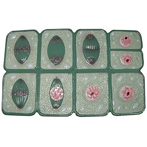 ZMX Plant Cell Mitosis Model - 8 Parts Cell Anatomical Model - Educational Model Mitosis Anatomy Model - for Biology Cell Mitosis Study Course Demonstration Tools
