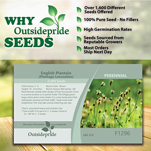 Outsidepride Perennial Plantago Lanceolata English Plantain Herb Garden Plants - 5000 Seeds #TOP3