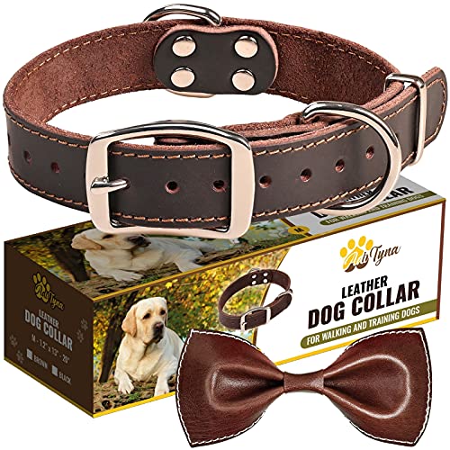 medium dog collar