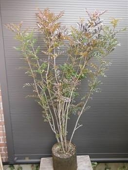 富貴蘭「ミドリマキバオー」（大小7本株立ち） 富貴蘭「ミドリマキバオー」（大小7本株立ち） 富貴蘭「ミドリ