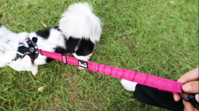 Doppelte Hundeleine – Verhedderungsfrei, Mit Farbverlauf, Bungee & Reflektierenden Streifen, Für 2 Hunde