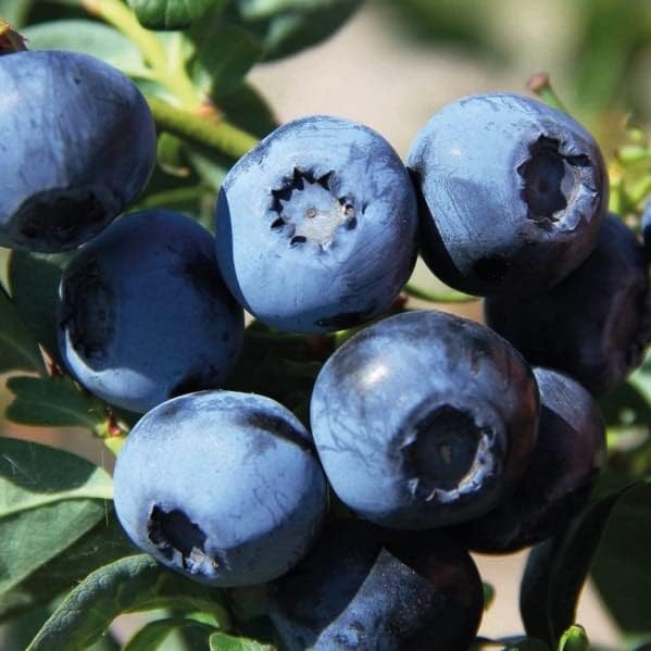 Heidelbeere früh Bluecrop 1L Garten Pflanze mit Schönen Blüten Die