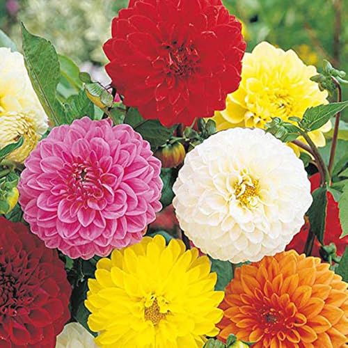 Dahlia Showpiece Mix Seeds – Excellent Tall Mix of Large, Maily Double Blooms – Half Hardy Perennial – for Your Beautiful Garden