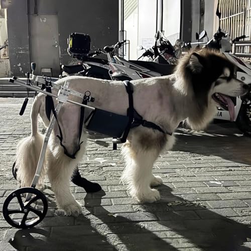 Silla de ruedas para perros, carrito ajustable de 2 ruedas para perros medianos a XXXL, carrito de apoyo todo terreno para mascotas discapacitadas, ideal para rehabilitación