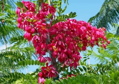 Mphmi Live Plant Nursery NCR Cassia Javanica, Pink Shower - Plant (B0C25CMQKG) Amazon Price History, Amazon Price Tracker