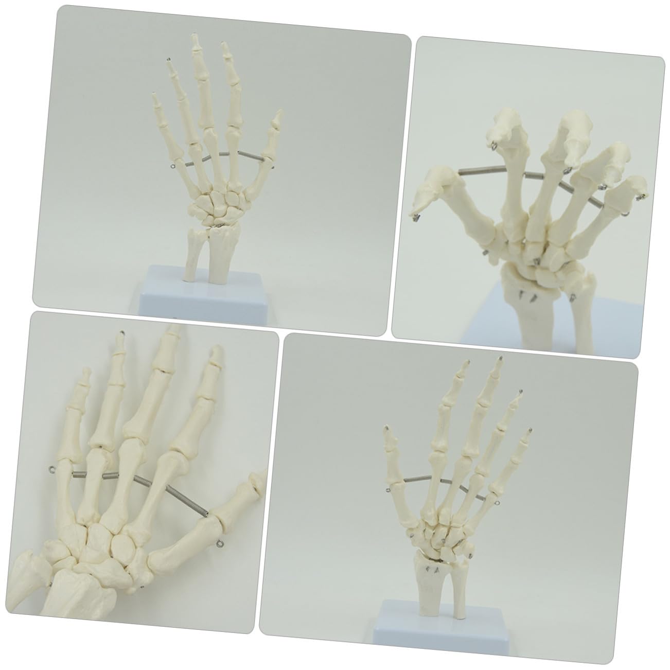 PRETYZOOM 2 Pezzi Modello Scheletro Della Mano con Articolati Strumento Didattico per Ospedali e Scuole per Laboratori Scientifici e Insegnamento Della Anatomia
