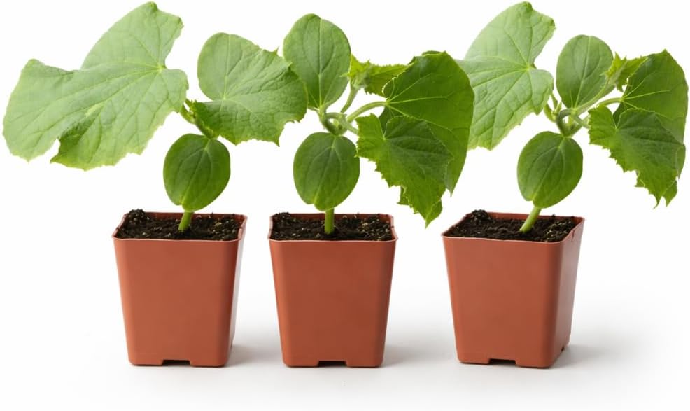 Planterium's Organic Live Marketmore Cucumber Plants | 3 Pack | 5" - 10" Tall